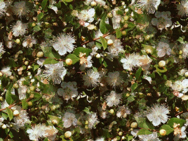 sweet_myrtle_tile
